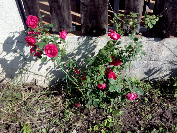 rosier sud